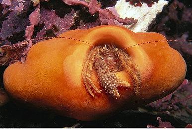 再也不怕没空调了！现象级恐怖游戏《黎明杀机》又双叒叕打折啦！