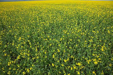 动视CEO暗示在收购后 一些老游戏将被重制